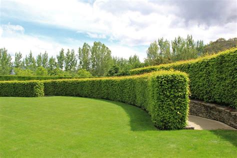 Hornbeam Hedge Plants Nz The Best Picture Of Beam