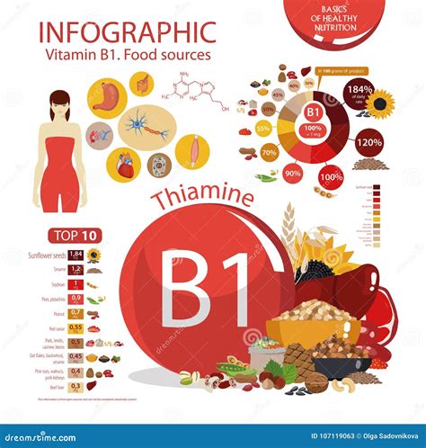 Vitamin B1 Thiamine. Infographics: Organic Products Stock Vector - Illustration of cedar, liver ...