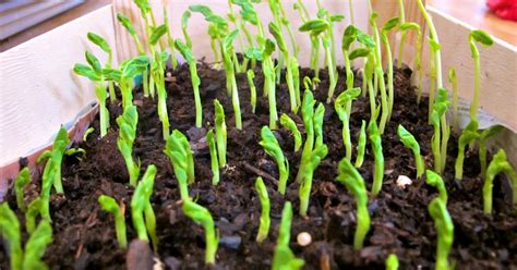 It's a Boy's Life: On Growing Garden Peas