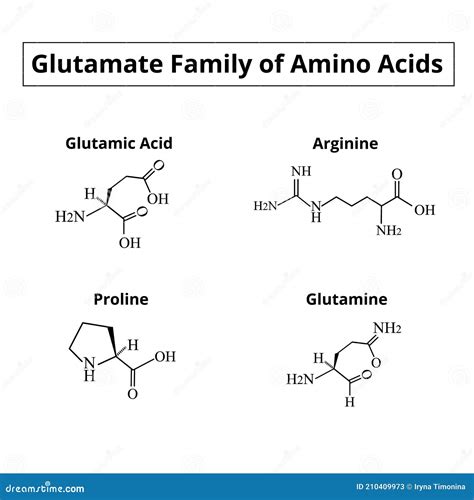 Glutamine Amino Acid
