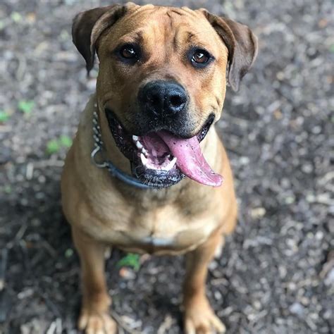 A Boerboel Rottweiler Mix: The Gentle Guardian