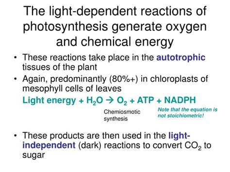 Equation For Light Dependent Reaction - Tessshebaylo