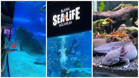 Busan Sea Life Aquarium utazzunk tovább YouTube