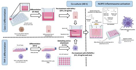 Experimental design for the MF/dCaco-2 co-culture. Caco-2 cells were ...
