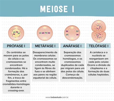 Mitose E Meiose Entenda Quais São As Diferenças Entre Os Processos