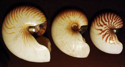 nautilus simple english wikipedia   encyclopedia
