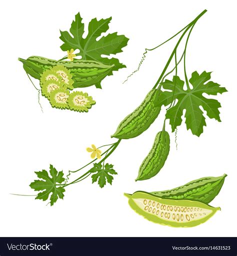 ampalaya leaves