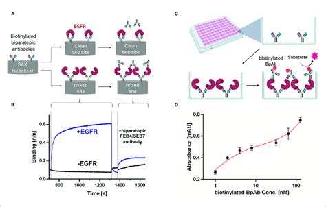 Clustering Assay Of The Biparatopic Antibody A Schematic Download Scientific Diagram