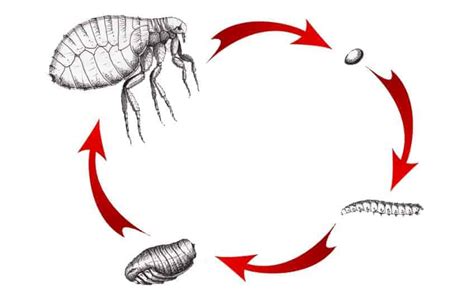 Lifespan Of A Flea