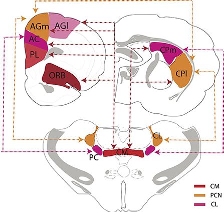 Frontiers Structural And Functional Organization Of The Midline And