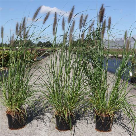 Pennisetum alopecuroides 'Moudry' - buy plants at Coolplants