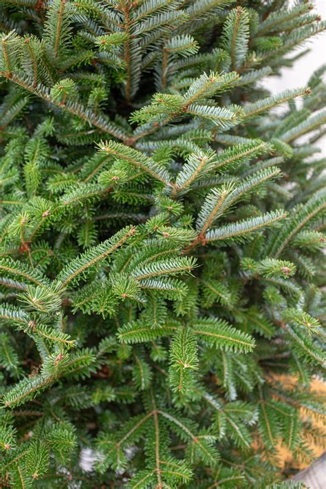 fraser fir christmas tree 1