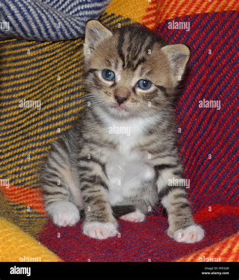Tabby Fur Texture Hi Res Stock Photography And Images Alamy