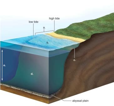 This Figure Shows A Coastal Ocean Ecosystem Biology