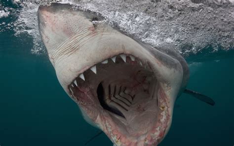 Porbeagle Shark Attack