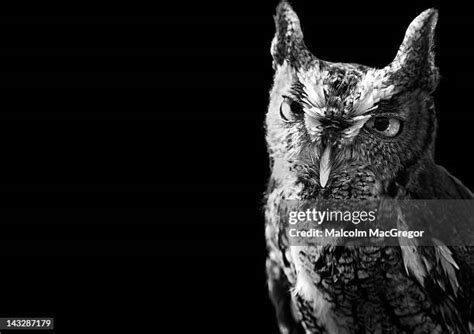 owl black  white photography