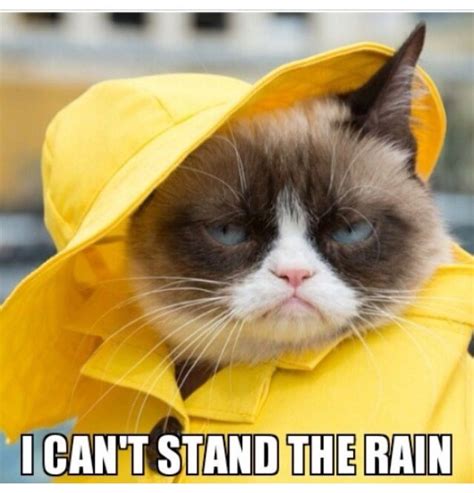 rain memes - Google Search | Signs | Grumpy cat humor, Angry cat memes ...