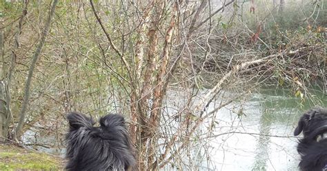 The Days Of Johann An Agility Dog Happy National Walk Your Pet Month