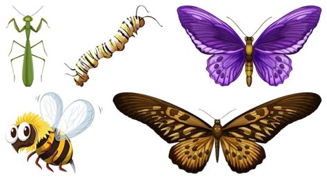 Conjunto De Diferentes Tipos De Insectos Vector Gratis