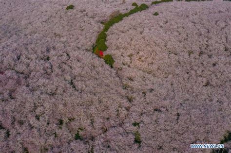 Scenery Of Cherry Blossoms In Guizhou Cn