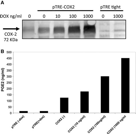 Cox Tet On Validation A Western Blot Demonstrating Increasing