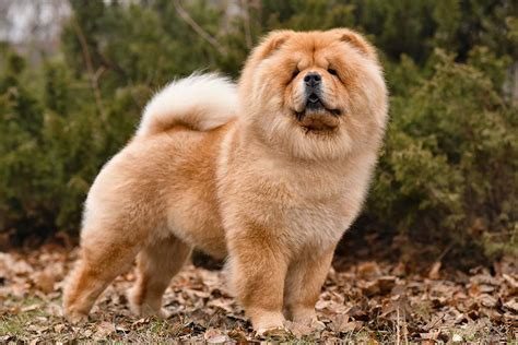 Son Buenos Perros De Familia Chow Chow