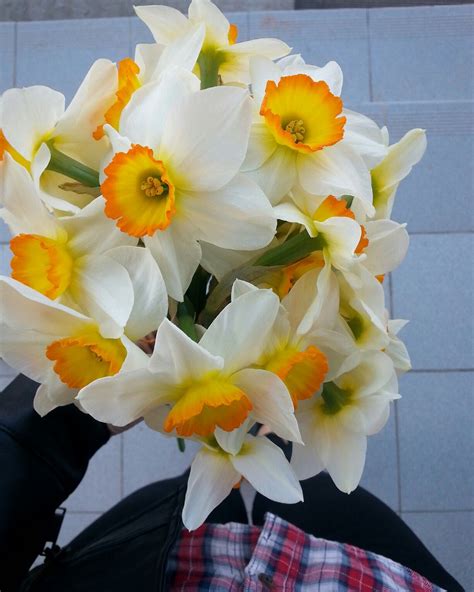 Нарцис | Букет