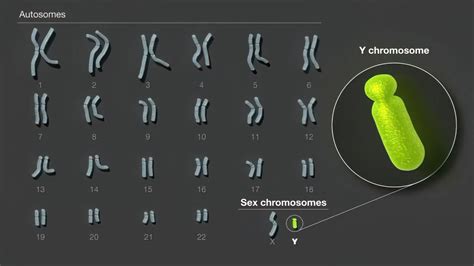 Cromosoma Y Humano Cient Ficos Publican La Primera Secuencia Completa