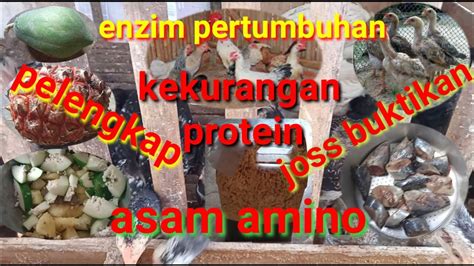 Cara Buat Asam Amino Enzim Pertumbuhan Asam Amino YouTube