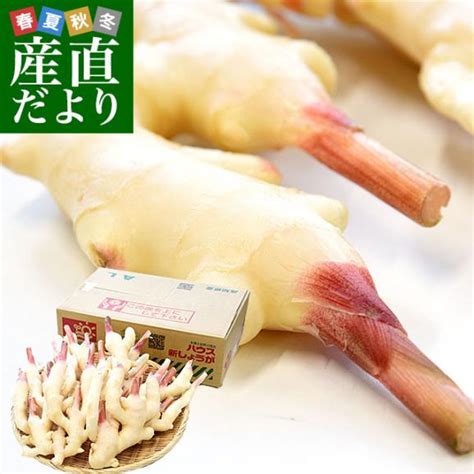 高知県産 Ja高知県 ハウス栽培 新生姜 約2キロ Lサイズ 送料無料 ショウガ 生姜 ガリ 漬物 市場発送 クール便｜産直だよりの通販・お