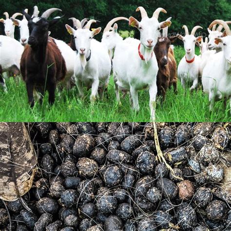 Buy Goat Dung Manure Aatinkaatam Organic Fertilizer Greens Of Kerala