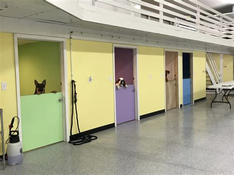 Daisy's Doggie Daycare