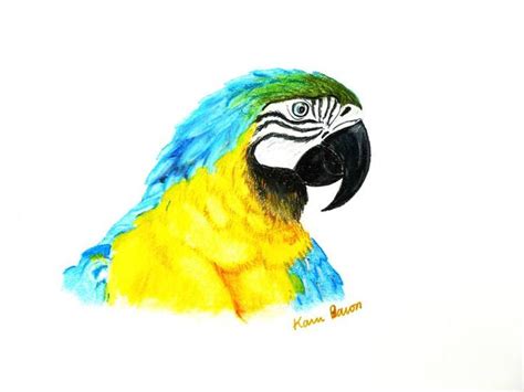Blue And Yellow Macaw Drawing By Karin Best Saatchi Art Animal