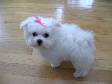 maltese dog puppies rescue pictures information temperament characteristics animals
