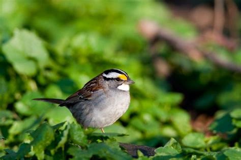 Go birdwatching at Rondeau Provincial Park - Cottage Life