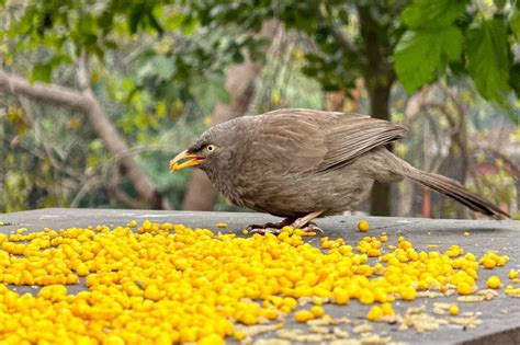 Scream Star Samara Weaving Filmed Super Naked Sex Scene So Awkward Co Star Almost Quit Daily