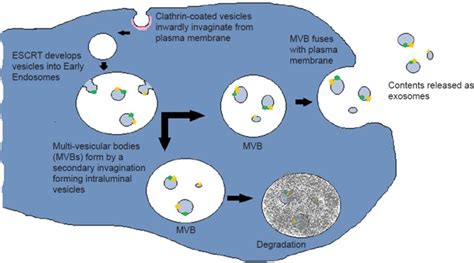 The Role Of Exosomes In Peripheral Nerve Regeneration Exosome Rna