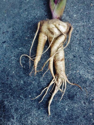 What Do You Do With Mandrake Uses For Mandrake Root