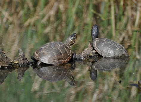 Emys Orbicularis Cistude D Europe Ou Tortue Des Marais O Flickr