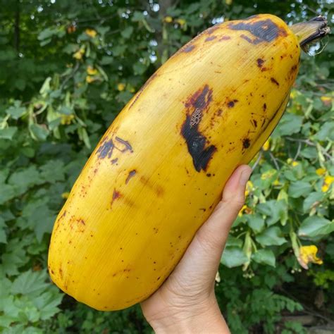 Anak Pokok Pisang Hua Moa Hawaii