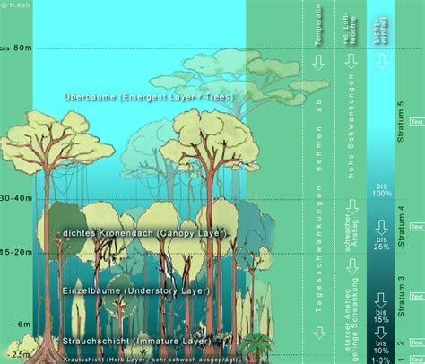 Feuchtes Tropisches Klima Eigenschaften Flora Fauna Und