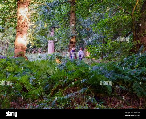 lily pond garden Stock Photo - Alamy