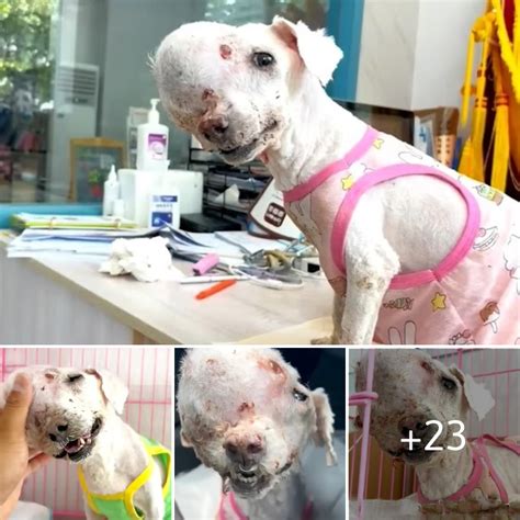 Heartwarming Rescue Abandoned Dog With A Large Tumor On Its Head