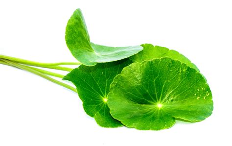 GOTU KOLA Extrakt│Kapseln & Pulver kaufen | Extrakt Manufaktur