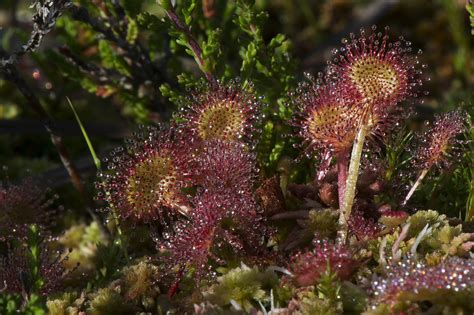Drosera Rotundifolia 2 Juzaphoto