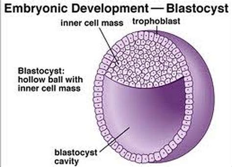 Development cycle Of Blastocyst |Genetic Engineering Info