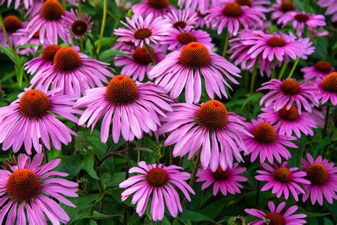 30 Best Perennial Flowers For Your Garden