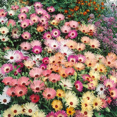 Daisy Seeds - Livingstone Pastel Mix | Flower Seeds in Packets & Bulk