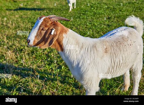 Male Goat Horns Hi Res Stock Photography And Images Alamy