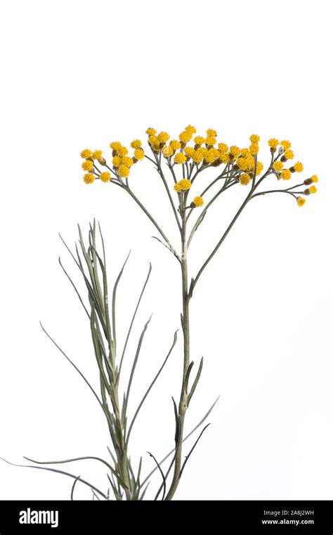 medicinal plant from my garden: Helichrysum italicum ( curry plant ...